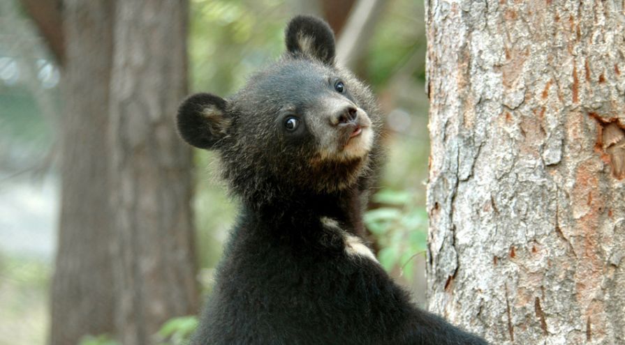 Autoridades de Long Bay en Vietnam dan un llamado a poner fin a la industria del turismo del Oso de Bilis