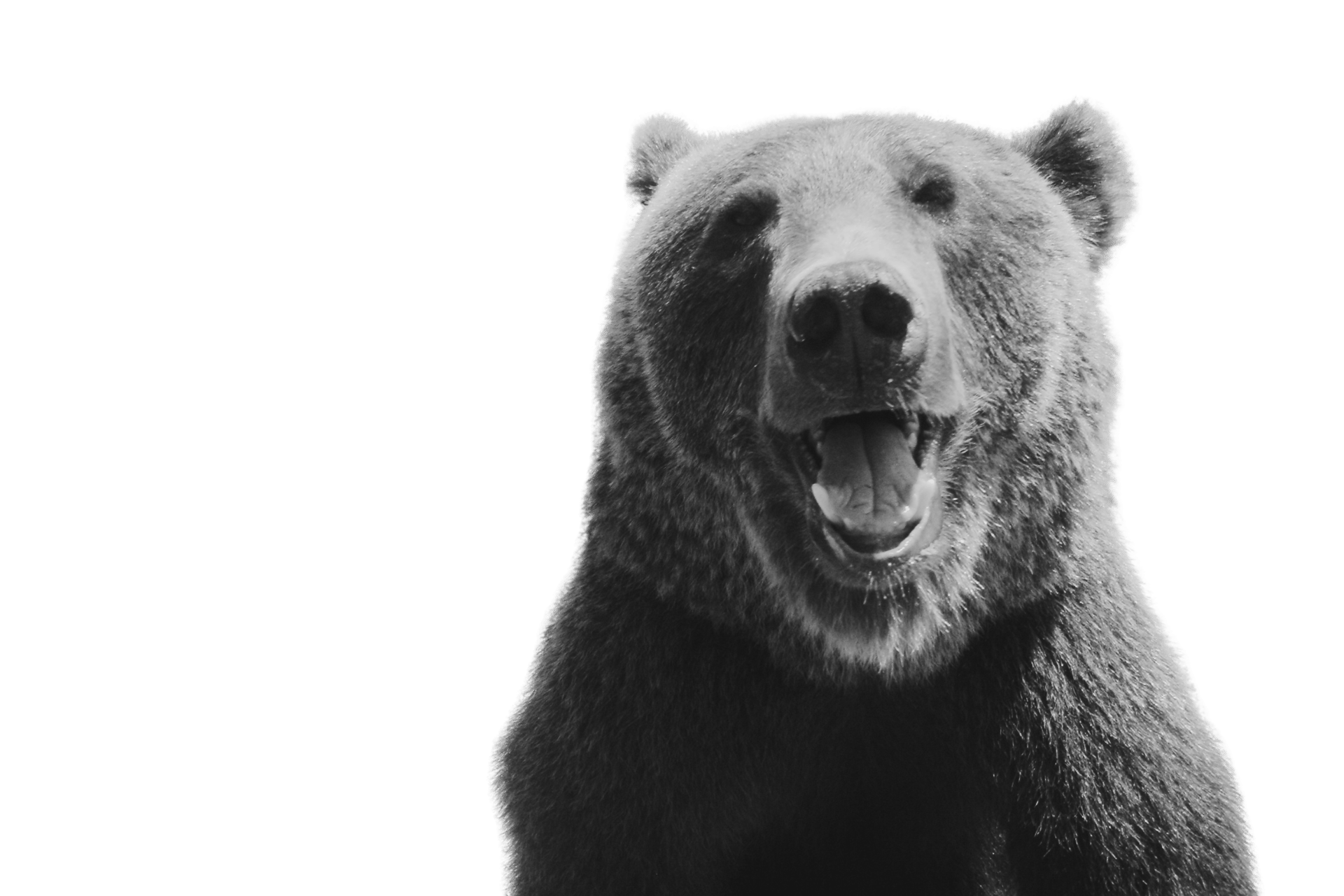 Oso pardo rescatado en Libearty