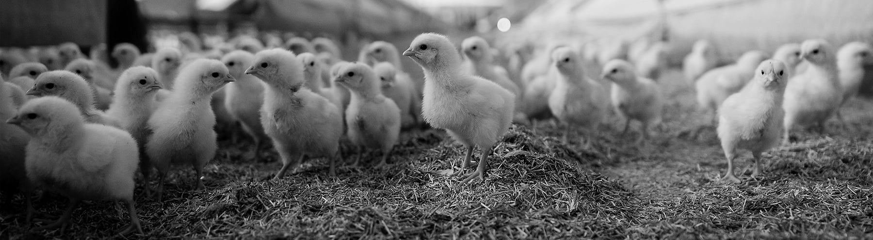 Pollos de granja industrial