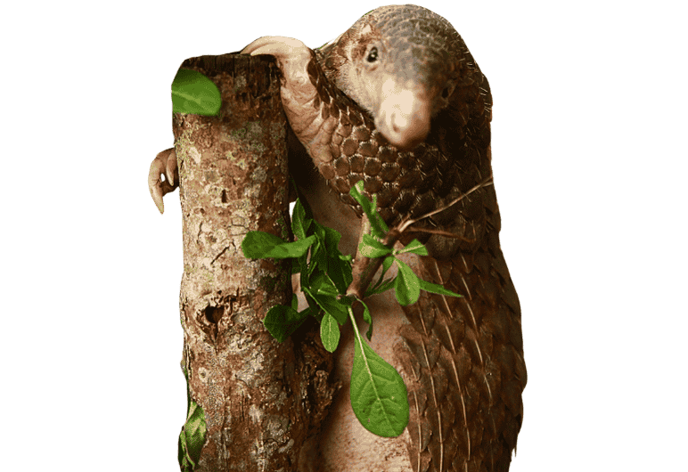 Pangolín aferrado a un tronco de árbol con hojas verdes