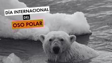 Día Internacional del Oso Polar
