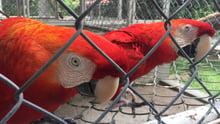 Macaws in captivity at a breeding facility in Rio de Janeiro, Brazil - World Animal Protection