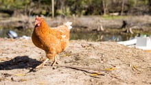 Chicken walking on dusty ground outside in Argentina