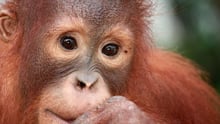 Orangután juvenil en Nyaru Menteng Rescue
