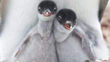 two baby penguins cuddling