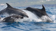 Tomando medidas contra la caza anual de delfines en Taiji