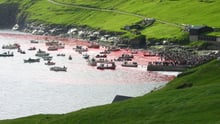 Faroe Island grindadrap. Credito world animal protection