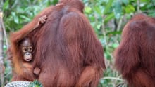 A female orangutan and her infant feeding at Nyaru Menteng Rescue and Rehabilitation Centre run by the Borneo Orangutan Survival Foundation (BOS).