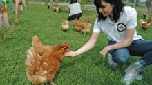 Granja de pollos de Canadá