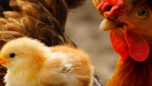 Un pollo descansa sobre su madre. Los pollos son seres sintientes que merecen protección