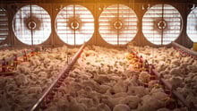 Factory farming, world health day, AMR 