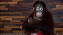 Un joven orangután en el zoológico de Phuket, Tailandia. Es utilizado para fotografías con turistas y espectáculos. Crédito: Amy Jones / Moving Animals