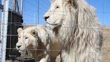 Salvaje sobre leones cautivos de caza Captura de leones Sudáfrica Pippa Sangre León