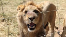 En la imagen: Un león en un lugar no revelado en Sudáfrica ofrece caricias e interacción con grandes felinos. El lugar cuenta con corrales a escala industrial con leones y tigres jóvenes de gran tamaño, mezclados. Se trata de cachorros que han crecido demasiado para que los visitantes los acaricien. Es probable que se conviertan en presas de caza enlatada, y sus huesos se utilicen posteriormente en medicina tradicional. Crédito de la imagen: Protección Animal Mundial.