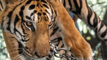 At Phuket Zoo, Thailand, this tiger is kept chained by the neck to a concrete slab so that tourists can take photographs with her. Credit: Amy Jones / Moving Animals