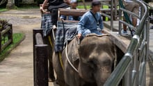 Paso histórico: Indonesia prohíbe los paseos en elefante. Crédito Andito Wasi - Mason Park