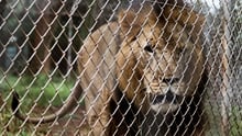 Un león en cautiverio en un lugar no revelado de África. El león no interactuaba con los visitantes, pero paseaba de un lado a otro junto a la valla. Crédito de la imagen: World Animal Protection