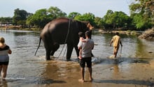 Un elefante cautivo encadenado en el río en el campamento de elefantes de Dubare, fotografiado con turistas observando. Crédito de la imagen: Dakshesh Tailor / Shutterstock. ID del recurso: 1468097597