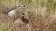 Dos leones entre la hierba alta en un parque nacional de Tanzania. Crédito de la imagen: World Animal Protection