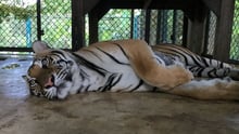 Ruby, una tigresa de Bengala de tres años, se encuentra en una jaula desolada en un local de ocio de Tailandia. Crédito de la imagen: World Animal Protection