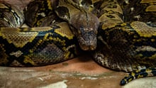 snake, ball python
