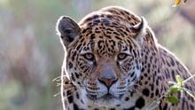 Un jaguar libre en la naturaleza