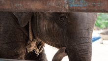 Un elefante bebé en cautiverio mira con miedo a través de una reja.