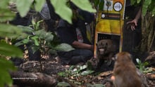 macaques 'mono bailarín' liberados en la naturaleza
