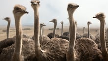 Avestruces en una granja entre nubes brumosas 1038328