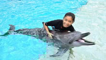 Dolphin used for photos at Resort World Sentosa, Singapore