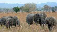 Elephants Mikumi National Park Tanzania. Credit: Andrew Morgan