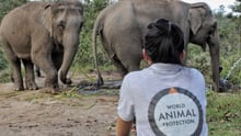 Happy Elephant Valley Dec 2018. Credit: World Animal Protection