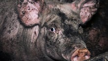 Pig farm, World Animal Protection / Tracks Investigations