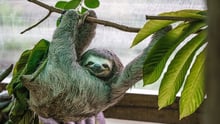 Happy Wild Sloth