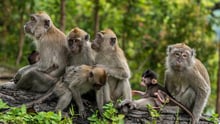 A family of long-tailed macaque monkeys playing in nature in Singapore.
