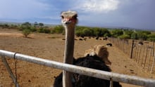 Ostrich on a feather farm