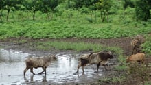 Photo taken from World Animal Protection's previous disaster work in Malawi, Africa