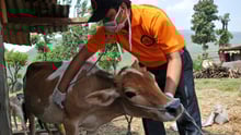 animales_deastres_panama