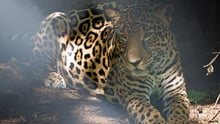 Jaguar in a sanctuary in Costa Rica