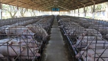 Gestation Crates