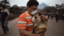guatemala protocolo animales desastres