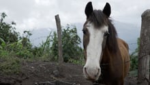 Ayuda a World Animal Protection a cuidar a los animales en casos de desastres en Guatemala