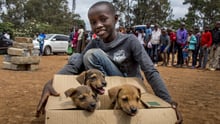 Vacunamos y esterilizamos a cientos de perros en Kenia