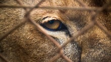 captive tiger eye