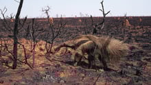 Giant anteater walks through burnt grassland area, Emas NP, Brazil.