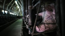 Cerdo en una granja industriales