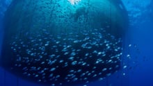  Peces atrapados en una red en una piscicultura oceánica industrial. Los peces son seres sintientes. 