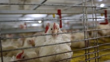 43 day old broiler (meat) chickens in a caged system - Change for Chickens - World Animal Protection