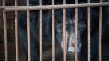 Bear bile farm photograph by Danny Bach