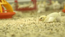 Chick on the floor in a farm - World Animal Protection - Change for chickens